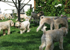 wheaten herd