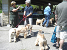 wheaten herd