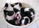 cup of pups