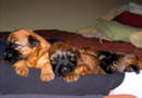 Fall '07 litter