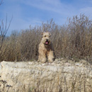 No-Name Wheaten