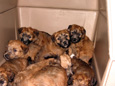 a crate of puppies - May 4